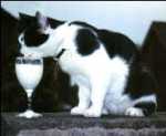 '...Kat lust geen melk...'
