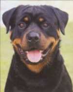 Bush zeker van winst...